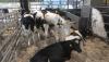 Scottish scientists launch low-methane cow breeding to fight climate change