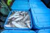 PicoICE offers Alaska seafood a marketing boost