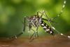 Cuba faces an increase in severe cases of dengue