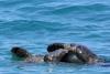 Cyprus Authorities Review Handling of Dead Turtle Incident in Chlorakas