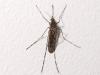 Iceland Records First Mosquitoes Amid Rapid Arctic Warming