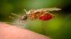 Mosquitoes found in Iceland for 1st time as temperatures rise