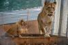 Rescued in Canada, six African lions now living at Turpentine Creek Wildlife Refuge in Arkansas