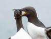 Funny Animal Photos: 18 Finalists for Comedy Wildlife Photography Awards 2025
