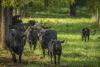 Brazil Surpassing U.S. as Top Beef Producer, Easing Global Supply Squeeze