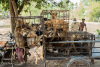 It’s Time for Cambodia to Ban the Dog and Cat Meat Trade and Build a More Compassionate Image