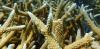 2 iconic coral species are now functionally extinct off Florida, study finds – we witnessed the reef’s bleaching and devastation