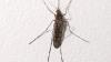 Has climate change brought mosquitoes to Iceland?