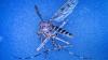 Iceland was the only country in the world without mosquitos—now they’ve found three