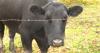 Wisconsin cattle farmers oppose Trump's plan to import Argentine beef to lower consumer prices