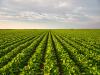 Nitrogen soil sampling project expands to 26 Iowa counties