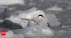 Arctic tern: Nature’s longest traveller and the secrets behind its epic journey