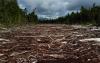 Brazil’s coffee industry is killing itself through deforestation 