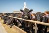 Colorado ranchers concerned by Trump proposal to buy Argentine beef