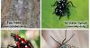 Iowa Department of Agriculture and Land Stewardship Urges Iowans to be on the Lookout for Spotted Lanternflies