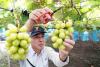 Authorize Foreign-Grown Shine Muscat Grapes? Agriculture Ministry Says Yes; Yamanashi Prefecture Says No