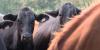 Colorado Springs rancher says importing Argentinean beef could hurt US ranchers