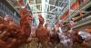 Highly contagious bird flu detected at Georgia commercial chicken facility