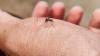 Why Have Mosquitoes Appeared in Iceland for the First Time?