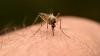 Mosquitoes detected in Iceland for the first time amid rising global temperatures