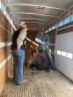 Idaho moose on the loose relocated
