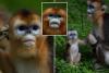 China’s rare monkeys debut in Europe in furry diplomatic gesture