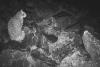 Chile’s Endangered Andean Cat Meets the Weight of Copper Dreams