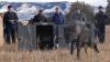 Trump administration tells Colorado that wolves must come from U.S. Rockies states, not Canada