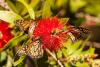 Pacific Grove scientists hold their breath for healthy annual monarch butterfly migration