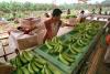 Wild Green Yonder: In the banana, a lesson in risks of big agriculture