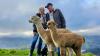 Small Business: Shamarra Alpacas founders on building agritourism success in Akaroa