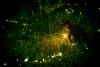 West Virginia University insect tracker says light pollution threatens rare fireflies