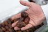 Al Dhafra Dates Festival celebrates UAE’s agricultural heritage