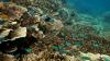 Time running out for 'irreplaceable' $95b reef