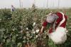 Tajikistan’s agricultural output grows by 8%: cotton booms, silk declines