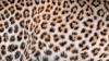 Science Popular Science Why do animals have spots and stripes?