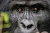 Celebrate 100 Years Of Legacy And Learn From Rwanda's Sustainable Tourism Model