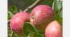 Brazil seeks new apple markets in Indonesia and Malaysia