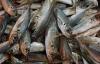 Chilean Navy apprehends 12 committing horse mackerel theft
