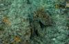 Chile moves to prohibit octopus farming