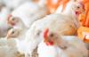 Poland loses two more poultry flocks to Newcastle disease