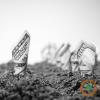 Growers are leaning into trade enforcement