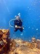 Aquanauts Grenada wins CHTA Coral Reef Tourism Stewardship Award