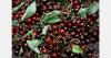 Cereza del Jerte PDO expects to certify 10 million kg of cherries this season
