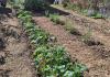 Cártama allotment initiative to 'promote healthy lifestyle habits'