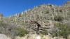 Seismology Meets Botany: Utah Geologist Applies Vibration Science to Saguaros