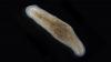 Rare Two-Headed Flatworms Produce Topsy-Turvy Offspring, Scientists Discover