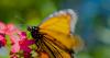 Colorado home builders, conservation groups team up to help protect monarch butterflies