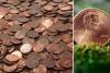 Arkansas Feels the Pinch: Penny Shortage Is Real, Businesses Being Affected