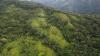 Colombia Says Coca Cultivation Rose to 262,000 Hectares in 2024